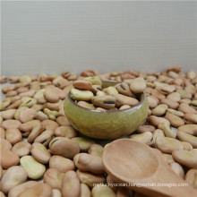 Natural broad bean/beans(New Crop 2013)